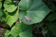 Melipotis jucunda