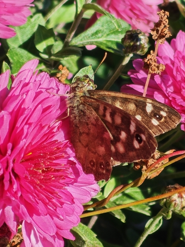 Speckled Wood
