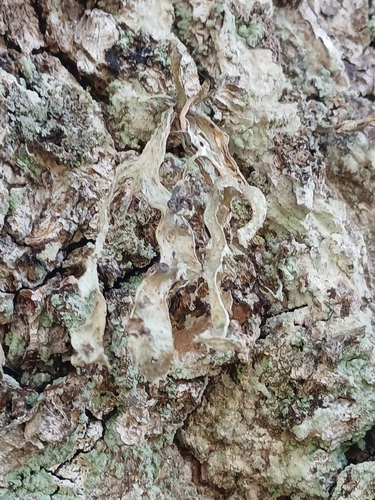 Cartilage Lichen