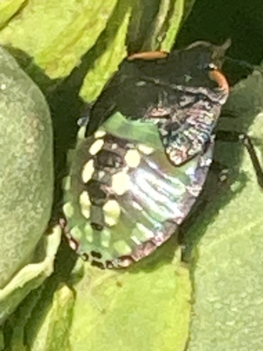 Southern Green Stink Bug