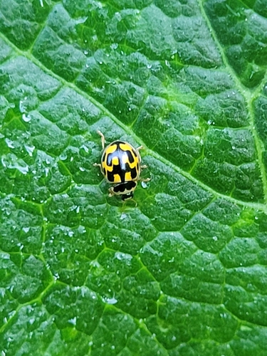 Fourteen-spotted Lady Beetle