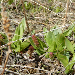 Plantago eriopoda