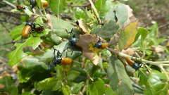 Labidostomis