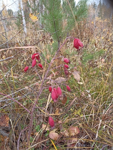 Prickly Wild Rose