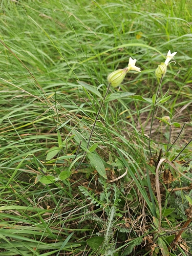 white campion