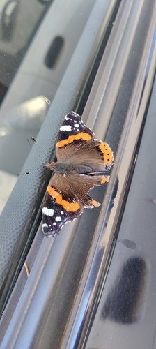 Red Admiral