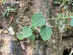 Leucas chinensis, photograph (c) 黃美滿, some rights reserved (CC BY)