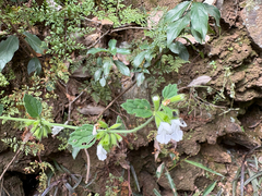 Leucas chinensis