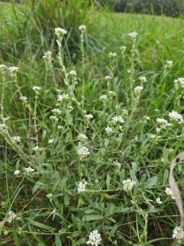 hoary alyssum
