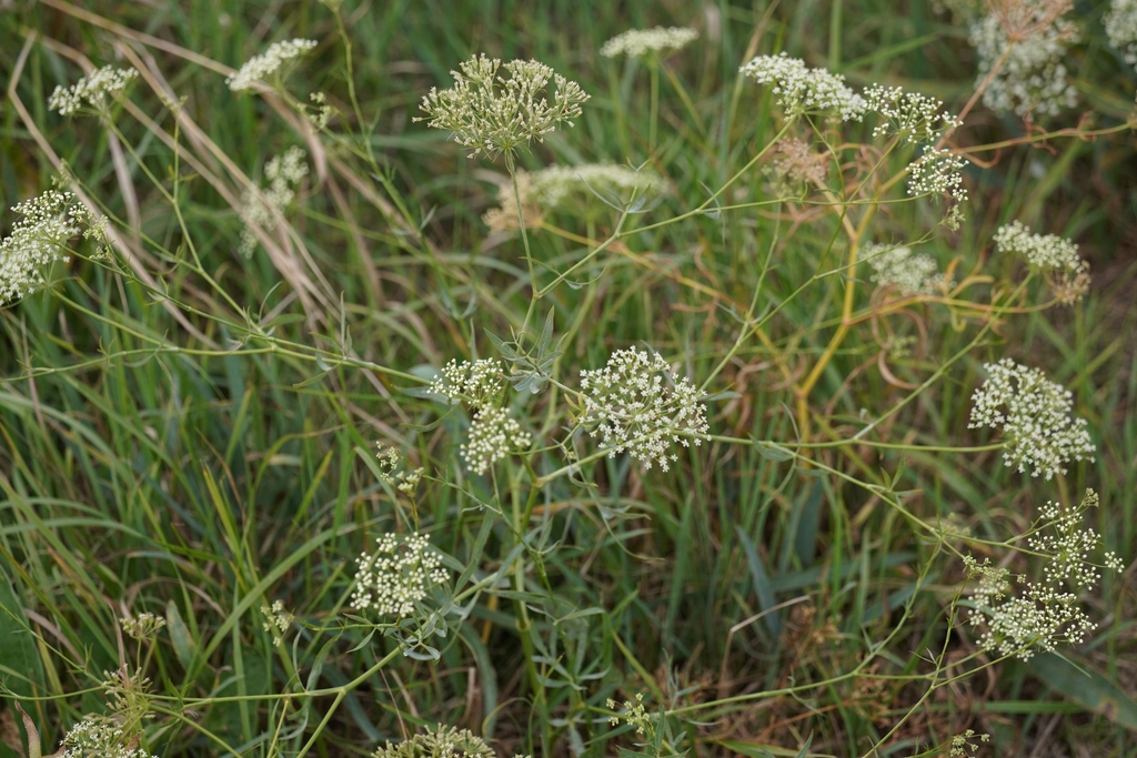 Falcaria vulgaris; photograph (c) Brenda Black, some rights reserved (CC BY)