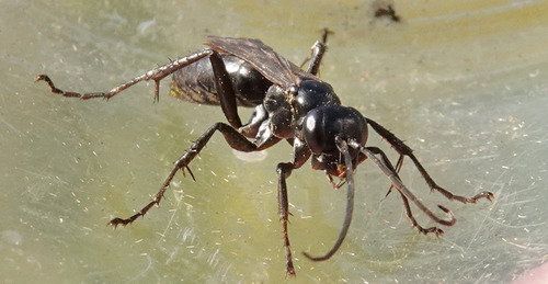 Anoplius nigerrimus