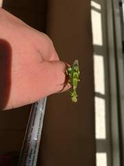 Acontista mexicana