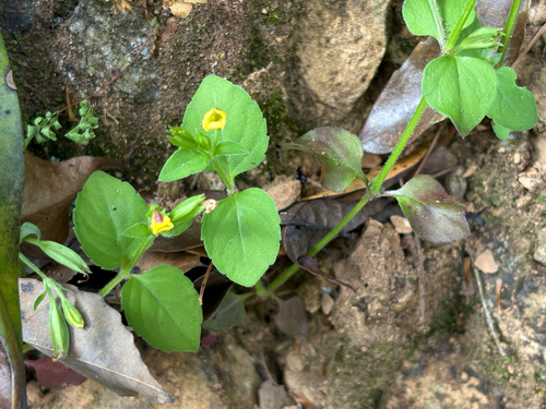 Torenia flava observed 2026-09-20