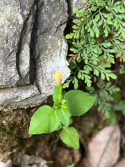 Torenia flava, photograph 黃美滿, CC BY, iNaturalist via GBIF