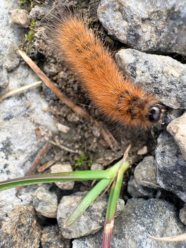 Ruby Tiger Moth