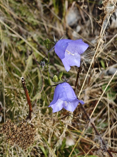 Peach-leaved Bellflower