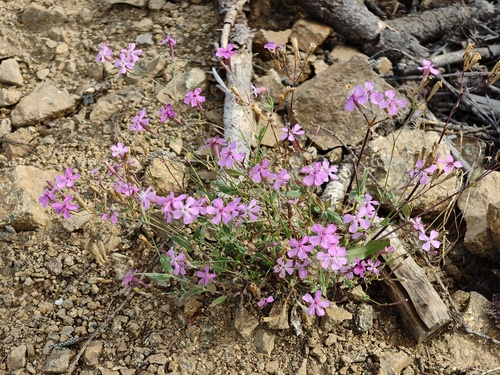 Sweet William Catchfly