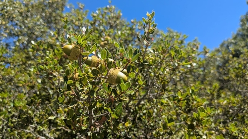 Kermes oak