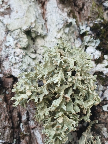 Dotted Ribbon Lichen