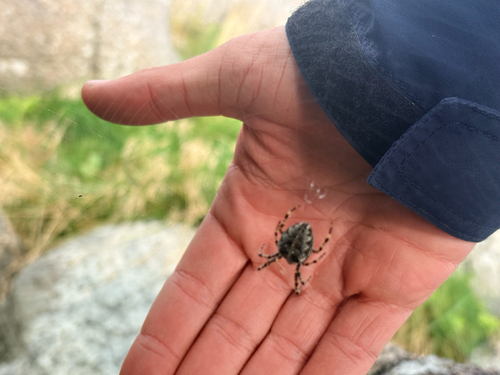 Cross Orbweaver