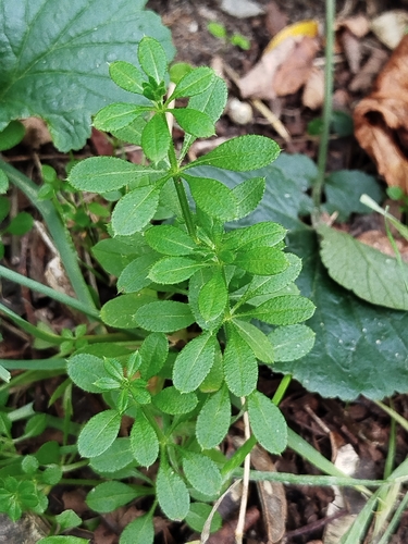 catchweed bedstraw