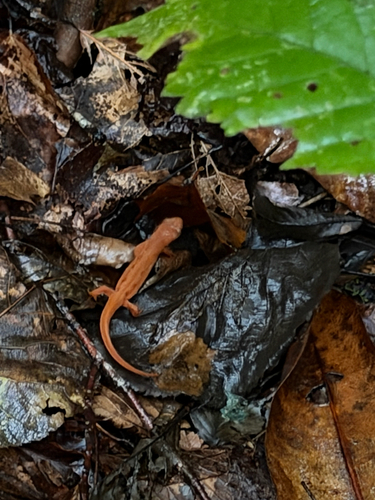 Eastern Newt