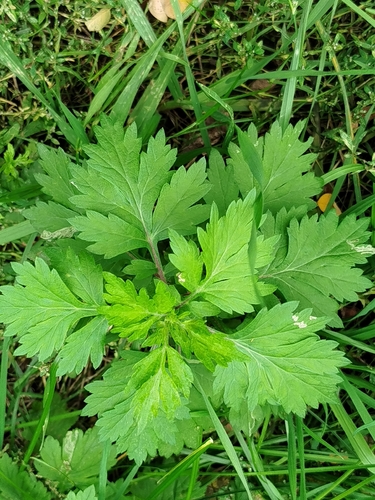 common mugwort