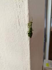 Acontista mexicana