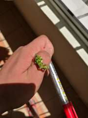Acontista mexicana