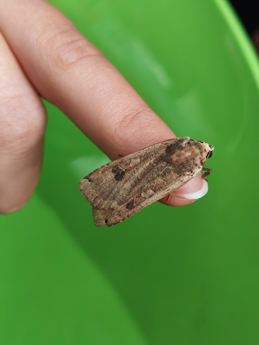 Large Yellow Underwing