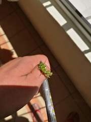 Acontista mexicana