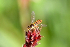 Sphaerophoria pyrrhina