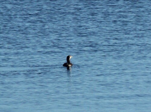 Arctic Loon