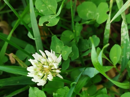 white clover