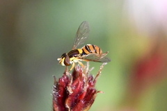 Sphaerophoria pyrrhina