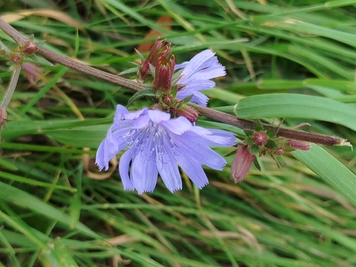 chicory