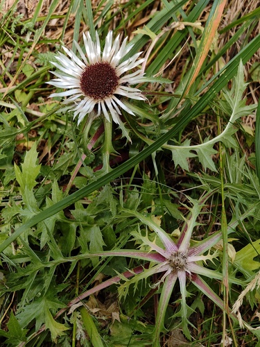 Silver Thistle