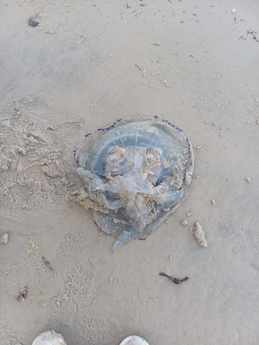 Dustbin-lid Jelly