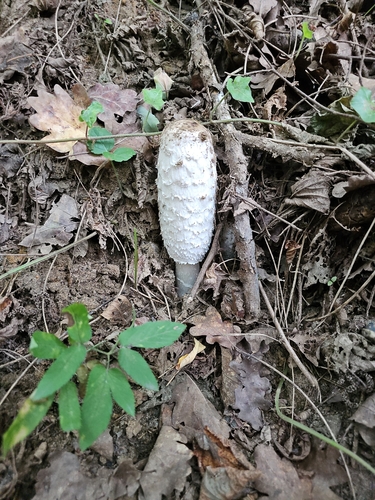 Shaggy Mane