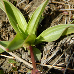 Plantago eriopoda