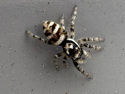 Zebra Jumping Spider