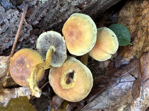 Sulphur Tuft