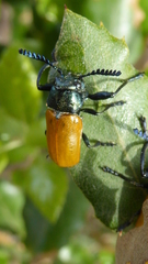 Labidostomis