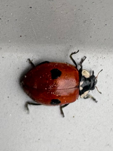 Two-spotted Lady Beetle