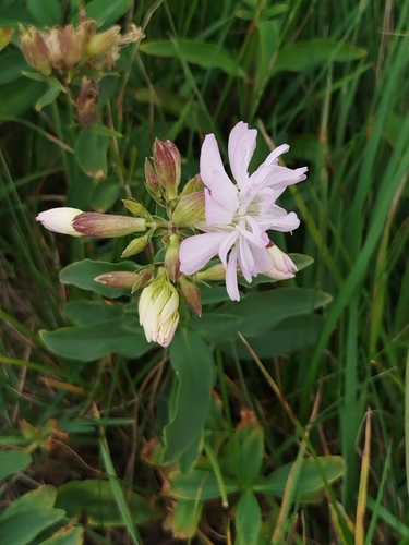 common soapwort