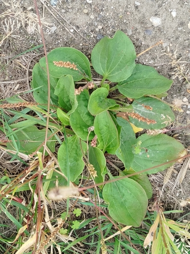 greater plantain