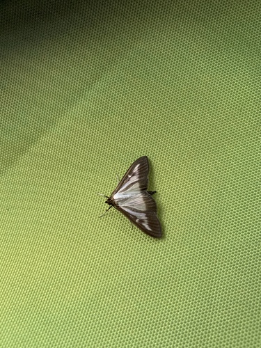 Box Tree Moth