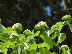 Forsteronia umbellata