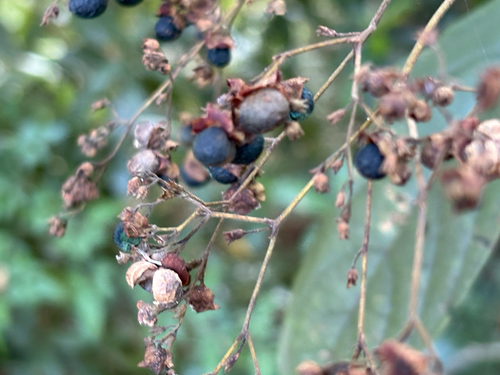 Clerodendrum cyrtophyllum, photograph 3