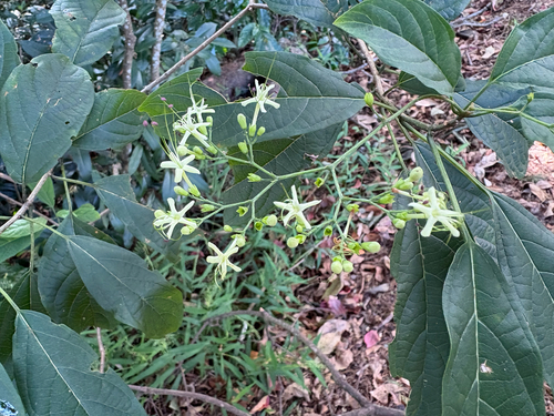 Clerodendrum cyrtophyllum, photograph 2